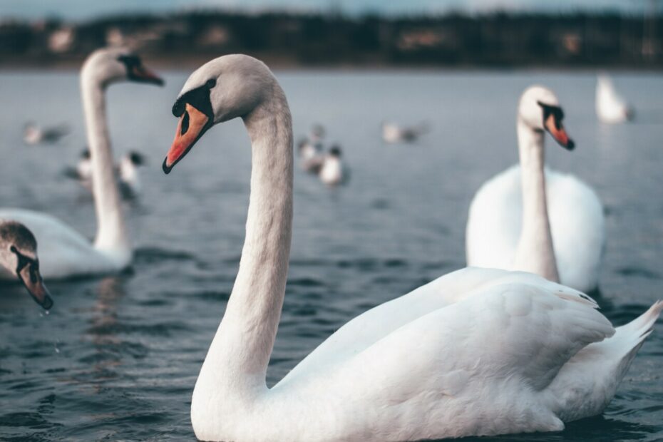 Das Nordic Ecolabel für nachhaltige Produkte